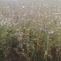 批发连翘苗，多分枝连翘，丛生连翘，连翘毛球热销中