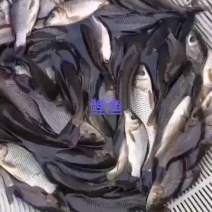 鲤鱼苗【恒泰鱼苗养殖场】