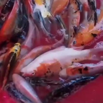 锦鲤【恒泰鱼苗养殖场】