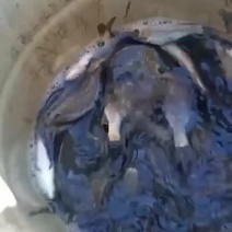 鲤鱼苗
