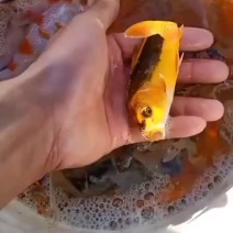 锦鲤苗观赏鱼苗