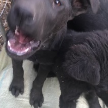 黑狼犬，勇敢无畏，保护主人，看家护院！好伙伴，好朋友！