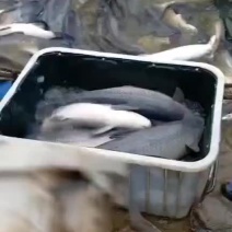 青鱼可以下塘