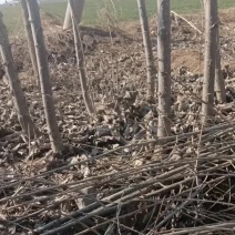 杨树苗大量有货需要的联系