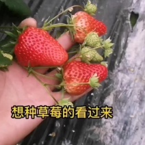 越王草莓苗假一赔十基地直发