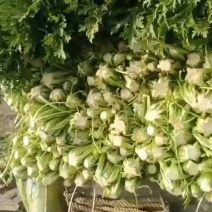 雪里蕻基地，大量现货，梅干菜，腌菜老板抓紧了马上要起抬了