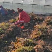 金叶女贞苗彩色苗木庭院别墅绿化苗绿篱围墙苗景观绿化苗四季