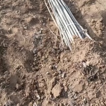 大量出售107速生杨树苗