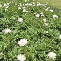 粉色观赏芍药清地白菜价！5年大颗观赏芍药，鲜花芍药