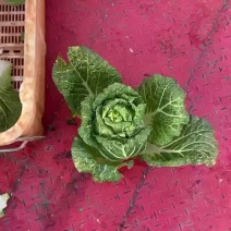 精品云南黄心大白菜全国各各市场支持各种车型欢迎各位老板