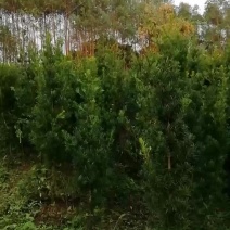 几百条罗汉松直经5至10厘米