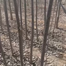 107速生杨树苗二年根两年苗