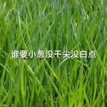 便宜小葱超合算抓紧联系