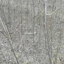 文冠果苗，种子可以炸植物油，绿色环保市场前景不错