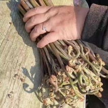 大量收购鲜蕨菜