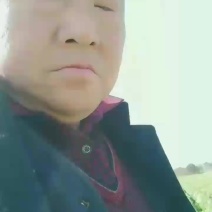 陕西西安精品大白菜大量现货有需要联系我