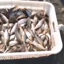鲤鱼苗