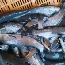 青鱼苗，精品青鱼苗，塘口直发，全国各地专车送货