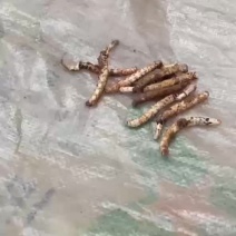 虫草