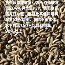 小龙虾、河蟹精品昆虫饵料