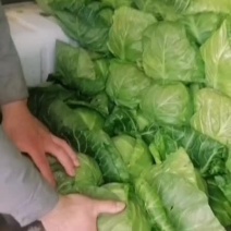 阎良区大棚无公害甘蓝大量上市了，货源充足，保质保量