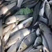 青鱼苗，规格0.1两至5斤都有，乌青苗，下塘无忧，保数量