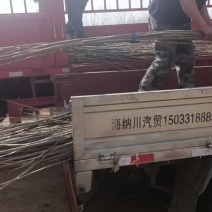 107速生杨树苗大量有货