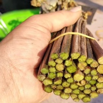 大量收购蕨菜