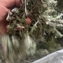 陕西精品白蒿，茵陈，鲜货，无干叶黄叶，质量保证