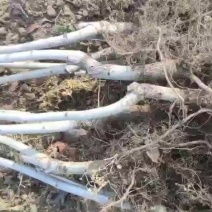 甜山楂树苗甜红子山楂苗
