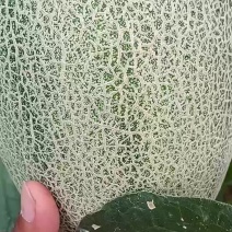 （基地直供）西州蜜质量优价格美动人只要需要就能满足，量大
