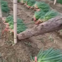 精品小葱大量上市