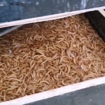 优质黄粉虫