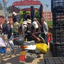 精品小胡豆