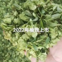 榆钱上市2022.03.11号量大从优一次合作终身朋友