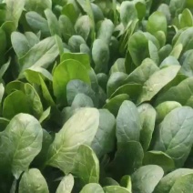 精品大叶菠菜上市中信誉可靠！