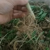 富强生态农业精选三年多花黄精种苗品质好药效高