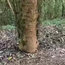 见识到了古树普洱的纯手工制茶全过程，这样的手法保留了普洱