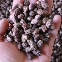 砂仁带壳砂仁农副产品规格齐全各种中药材批发