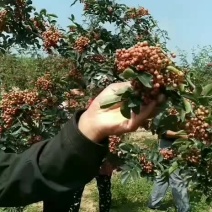 精选优质无刺高产花椒苗