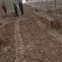 107速生杨树苗大量有货需要的联系我