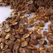 毛桃种子桃树种子一公斤1900粒左右质量保证