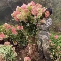 木绣球精品小苗多分枝成活率高当天发货可指导种植