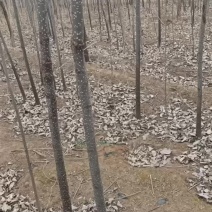 107速生杨树苗大量出售需要的联系