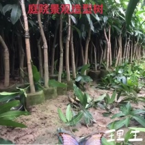 大小规格芒果苗出售，金煌，红贵妃，四季，桂七