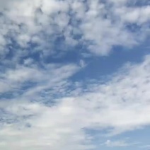 出生淡水鱼苗各种品种。草鱼，花鲢，鱼场专供。