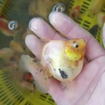 大体金鱼，哥斯拉种