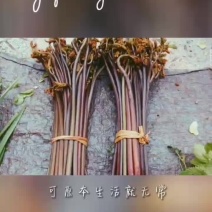 蕨菜