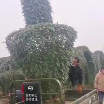 南阳常春造型月季花球，花柱，拱门供应绿化工程