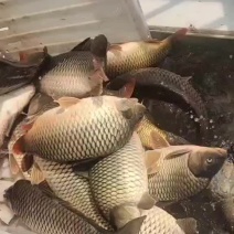 鲤鱼大鲤鱼可以下塘